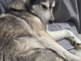 Lieber Husky - Rüde