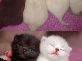 Unsere Weihnachtsbärchen suchen ein liebevolles Zuhause BKH-Kitten zum Kuscheln