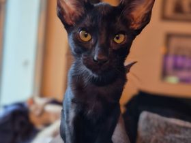 Bezauberndes OKH Orientalisch Kurzhaar Mädchen, Ebony mit grünen Augen