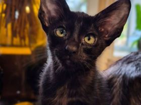 Bezauberndes OKH Orientalisch Kurzhaar Mädchen, Ebony mit grünen Augen