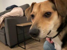 Zuhause gesucht für Samu