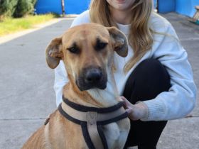 Zuhause gesucht für Janna