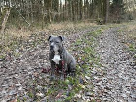 Liebevolle Hündin 6Jahre schweren Herzens abzugeben