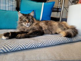 Maine Coon Mädchen Kenzi sucht einen neuen Platz