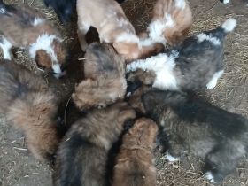 Bernhardiner Mischlinge