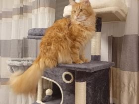 Mainecoon Deckkater
