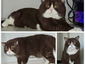 Bilderbuch BKH Kater mit Stammbaum