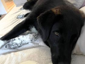 Junghündin Amara / in 67655 Kaiserslautern (Rheinland-Pfalz)