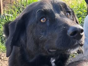 Junghündin Amara / derzeit noch in Griechenland