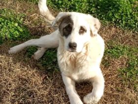 Welpe Angelo / männlich / derzeit noch in Griechenland