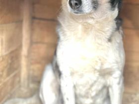 Rike sucht ihr Für-immer-Zuhause