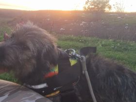 Joshi sucht sein Für-immer-Zuhause