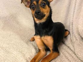 Ronja in 25524 Breitenburg sucht ihr Für-immer-Zuhause