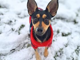 Schoko in 37287 Wehretal sucht sein Für-immer-Zuhause