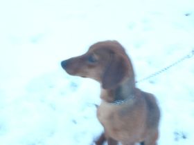 Kurzhaar Dackel, Rüde