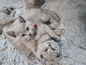 Wunderschöne reinrassige BKH Kitten