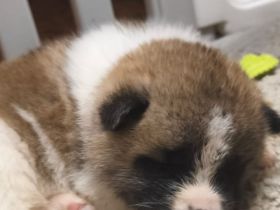 Reinrassige American Akita Welpen