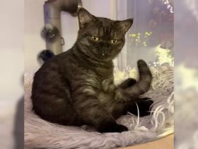 Reinrassige BKH Kitten