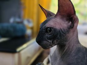 Wir suchen dringend Sphynx Deckkater