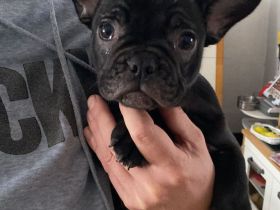 5 Knutschkugeln suchen ein liebevolles Zuhause