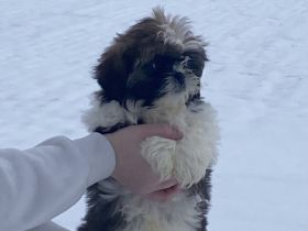 Liebevolle Shih-Tzu Welpen abgabebereit