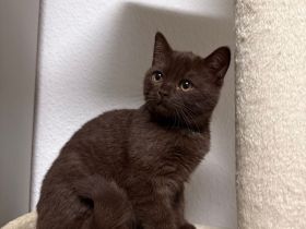 BKH Kater / Kitten abzugeben