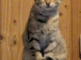 Frieda - Katzenmädchen sucht Zuhause