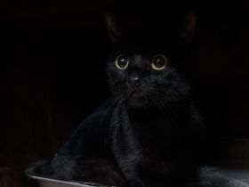 Katzenmutter mit Kitten