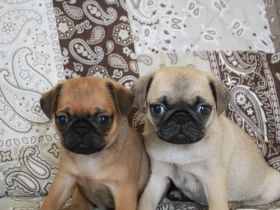 Wunderschöne Mops Welpen (alle männlich) zu verkaufen