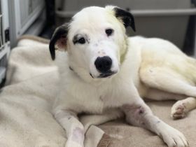 Tatum - Treue Augen suchen ein liebevolles Körbchen