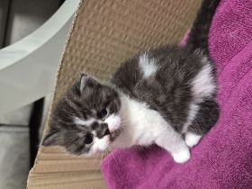 Britisch kurzhaar bkh kitten mix