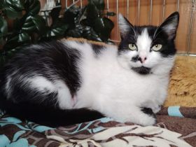 Lana sucht ein liebevolles Zuhause