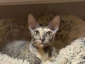 Liebe Cornwall Kätzin sucht warmes Zuhause