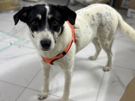 Sanfte Echo sucht Familienanschluss