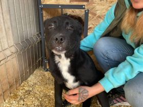 Schüchterne Milli sucht liebevolle Menschen