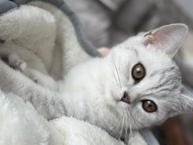 Unglaublich süßes Babykitten sucht ein neues liebevolles Zuhause