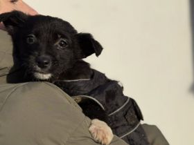 Zuckermaus Luzia sucht ein schönes Zuhause