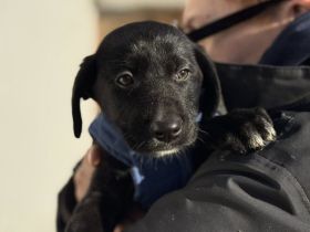 Die zuckersüße Ziva hofft auf ihr Ticket ins Glück