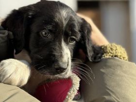 süßer kleiner Oliver auf der Suche nach seiner Familie