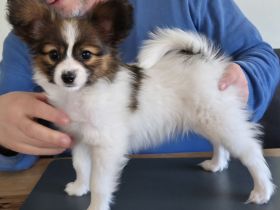 Papillon Welpen aus VDH Zucht
