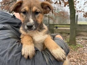 Hier kommt Blitz-Nase Alf