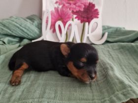 Biro Yorkshire Terrier - 3 Welpen, 1 Rüde & 2 Hündinnen,Abgabe Ende März