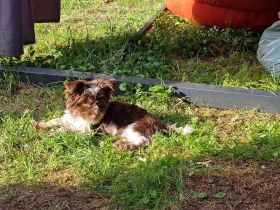 Biro Yorkshire Terrier - 3 Welpen, 1 Rüde & 2 Hündinnen,Abgabe Ende März