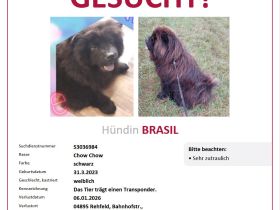 Vermisst Chow Chow Hündin