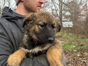 Erfüllst du Tashiko ihren Traum vom eigenen Zuhause?