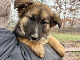 Herzensbrecherin Tonda sucht dich