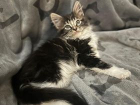 4 Süße Maine-Coon Kitten-Mädchen suchen ein neues zuhause