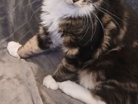 4 süße reinrassige Maine Coon Mädchen suchen neues Zuhause