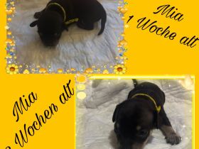 7 kleine Chihuahua-rehpinscher Welpen