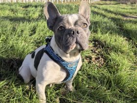 Sara eine tolle französische Bulldogge